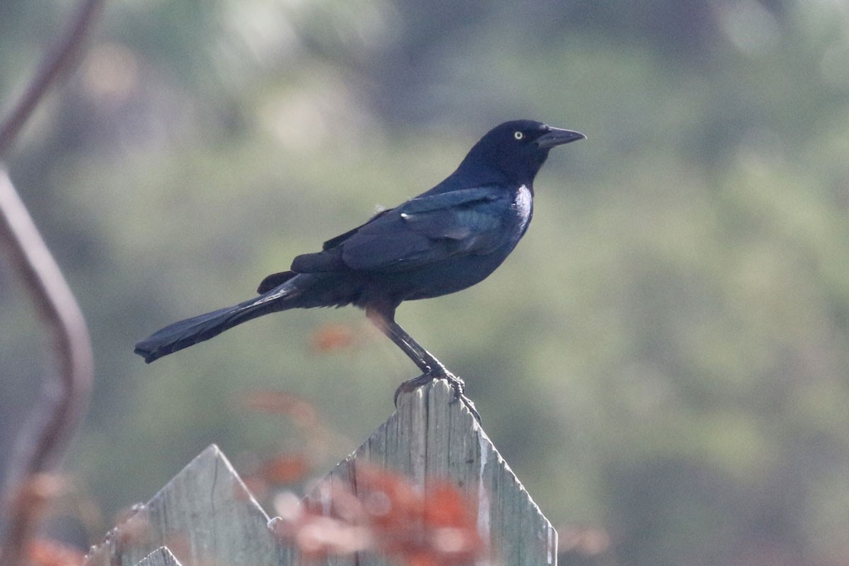 Boat-tailed Grackle - ML71622121