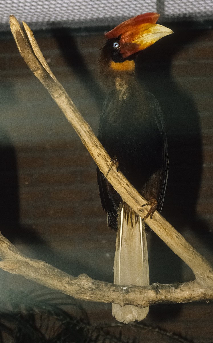 Rufous Hornbill (Southern) - Josep del Hoyo