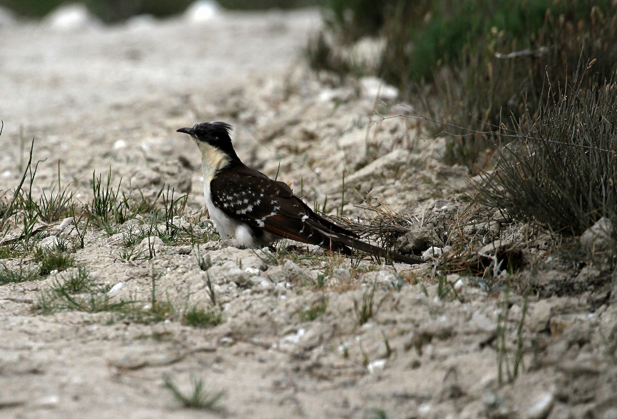 Great Spotted Cuckoo - Eduardo Soler