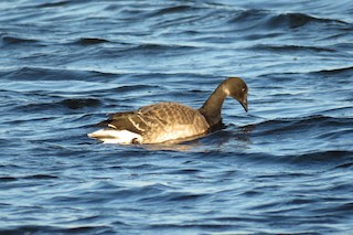 Brant, ML71624031