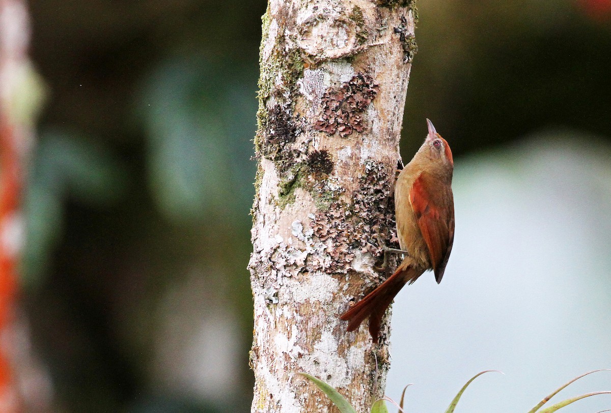 Ash-browed Spinetail - ML716241