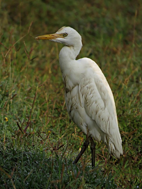 Eastern Cattle Egret - Ramit Singal