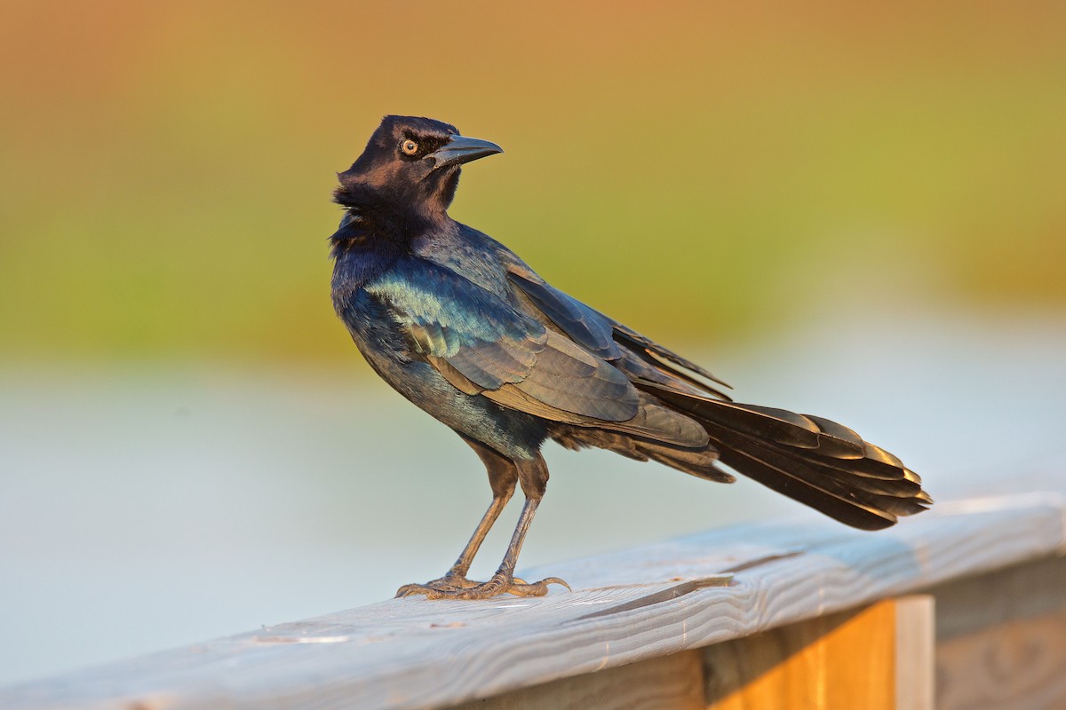 Boat-tailed Grackle - ML71624461