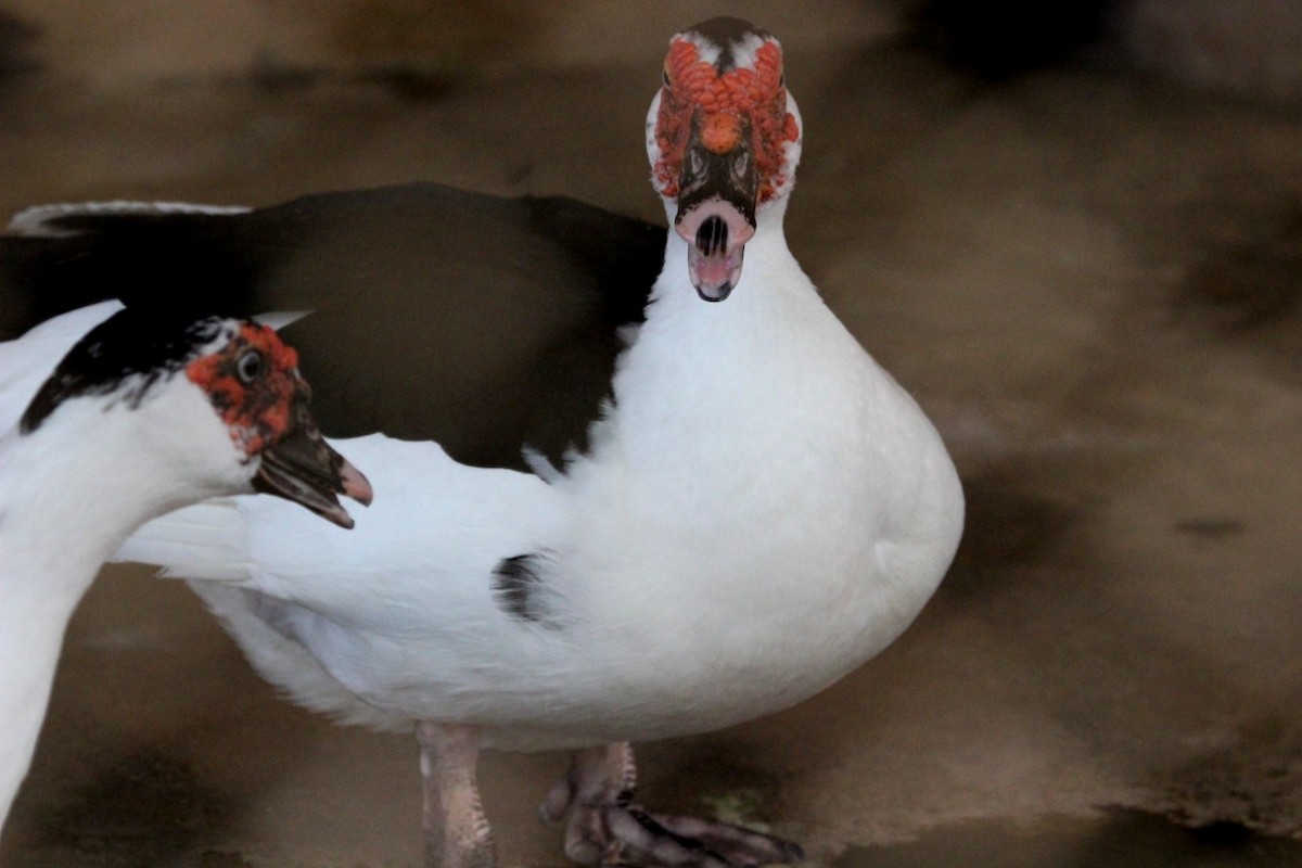 Muscovy Duck (Domestic type) - Rajubhai Patel