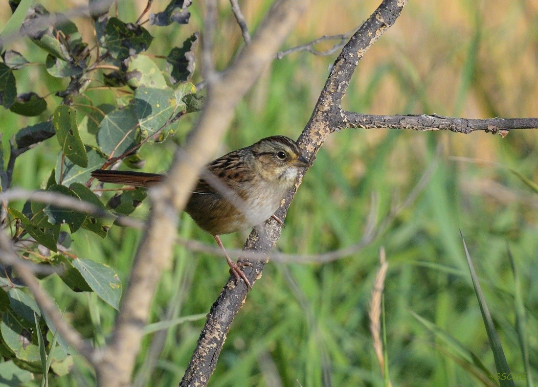 Swamp Sparrow - ML71628841