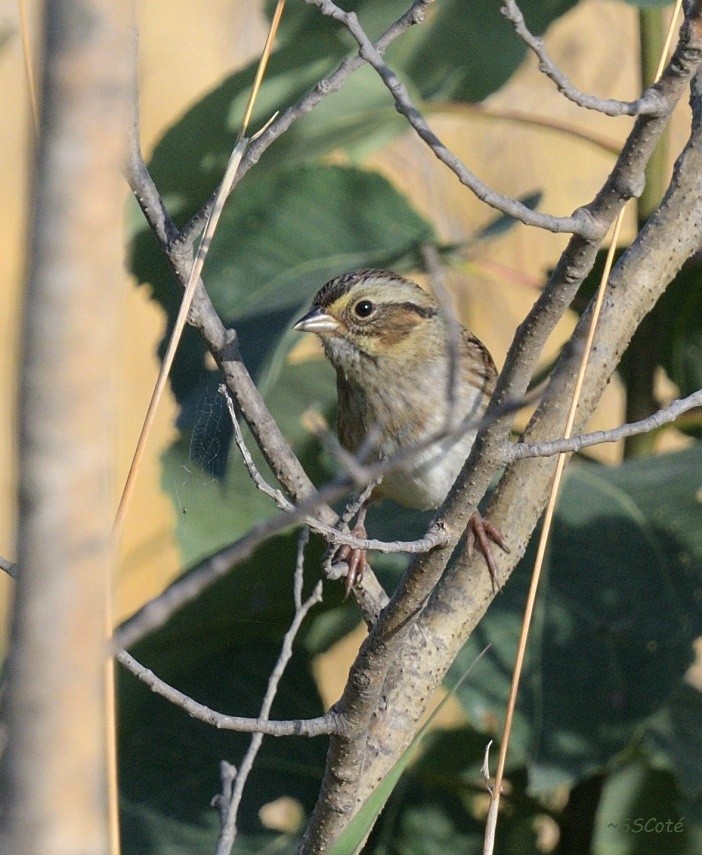 Swamp Sparrow - ML71628851
