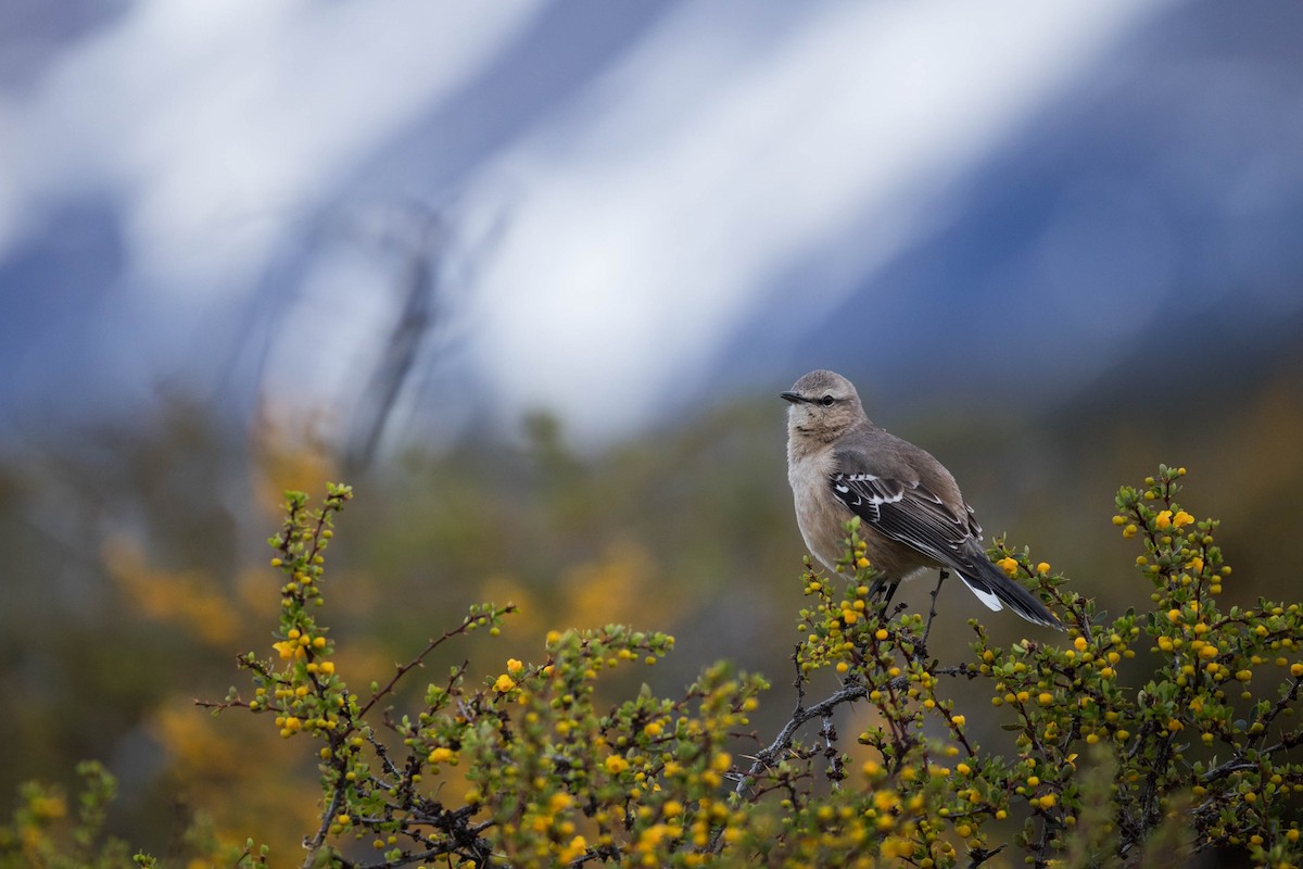 Patagonian Mockingbird - Eduardo Minte
