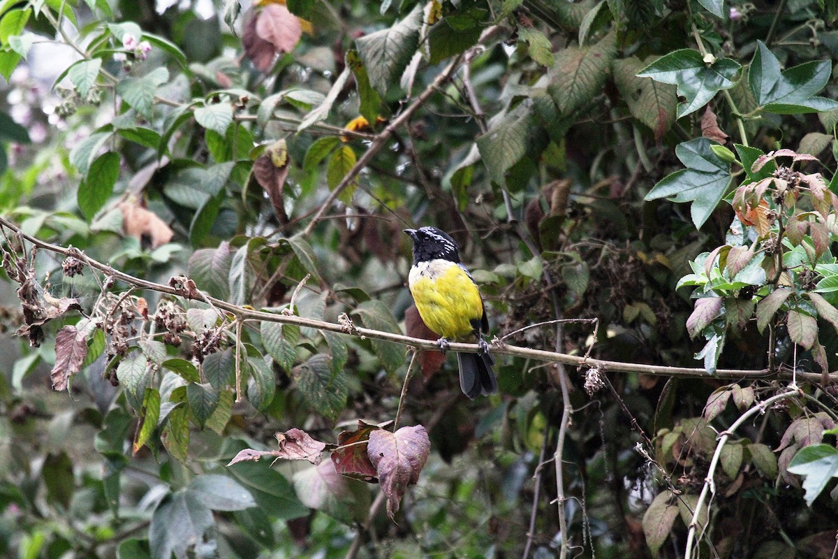 Buff-breasted Mountain Tanager (Buff-breasted) - Eduardo Soler