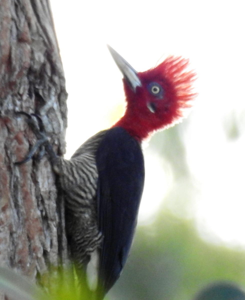 Robust Woodpecker - Cláudio Jorge De Castro Filho