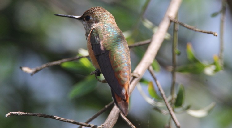 Rufous Hummingbird - ML71631311