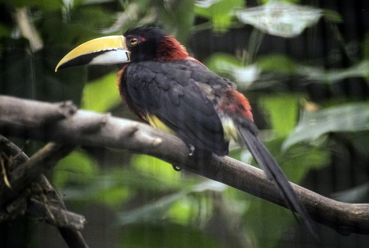 Red-necked Aracari (Eastern) - Josep del Hoyo
