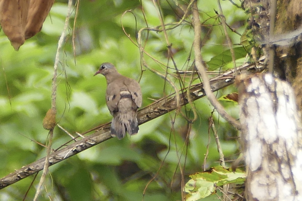 Blue-spotted Wood-Dove - ML71635071