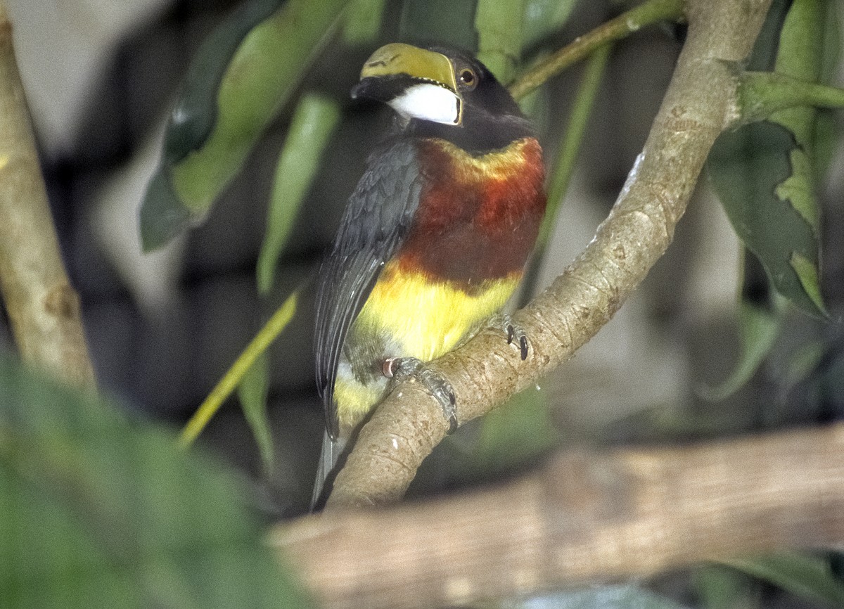 Red-necked Aracari (Eastern) - Josep del Hoyo