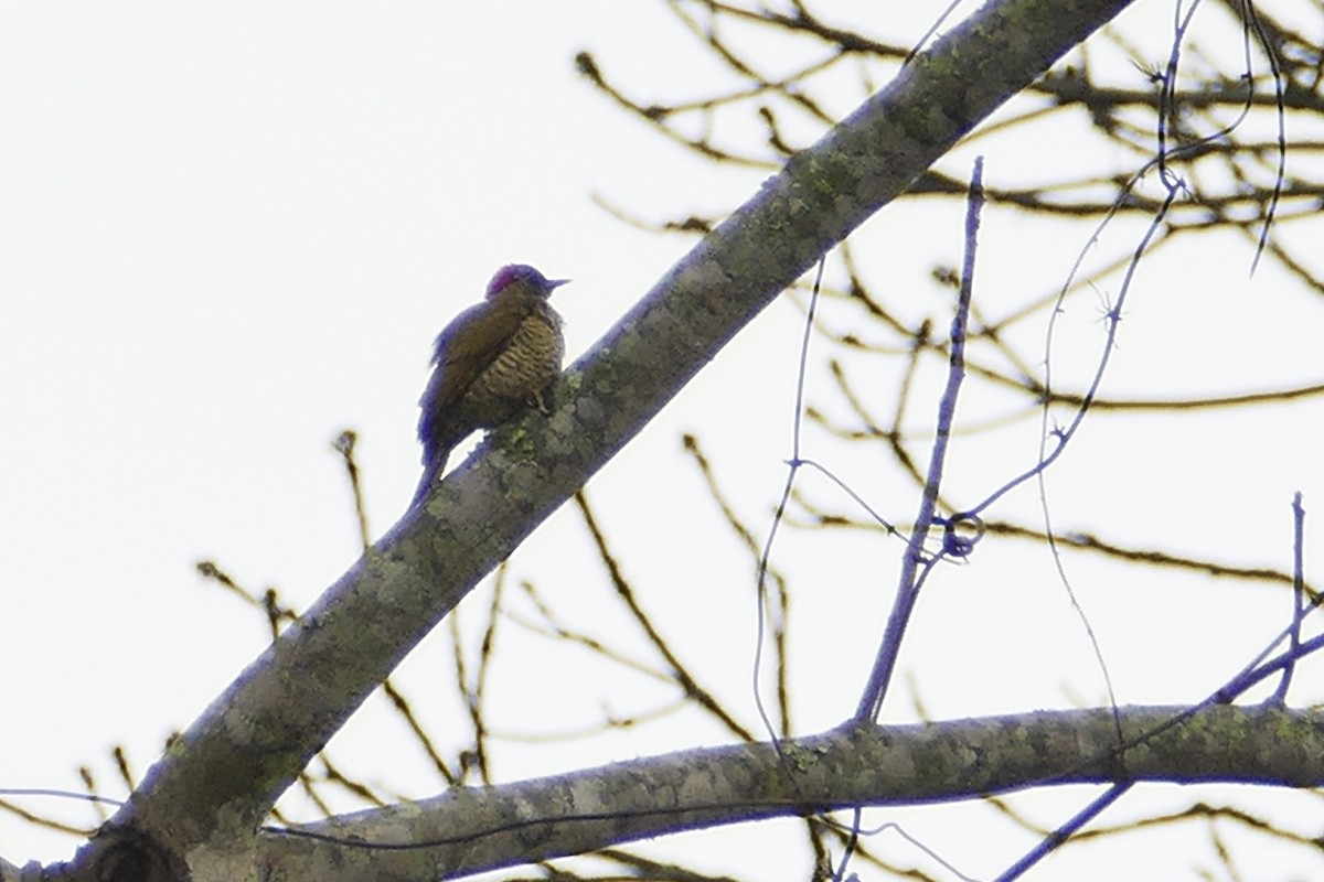 Green-backed Woodpecker - ML71635741
