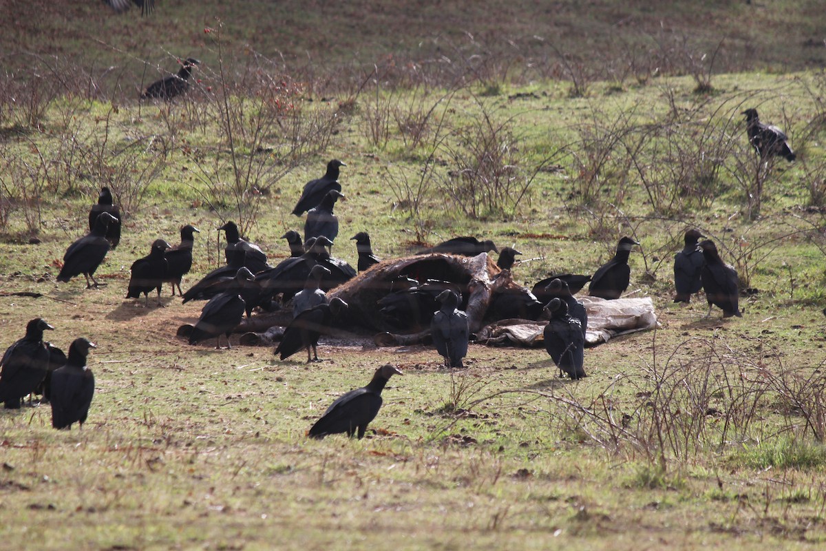 Black Vulture - Michael Weymann
