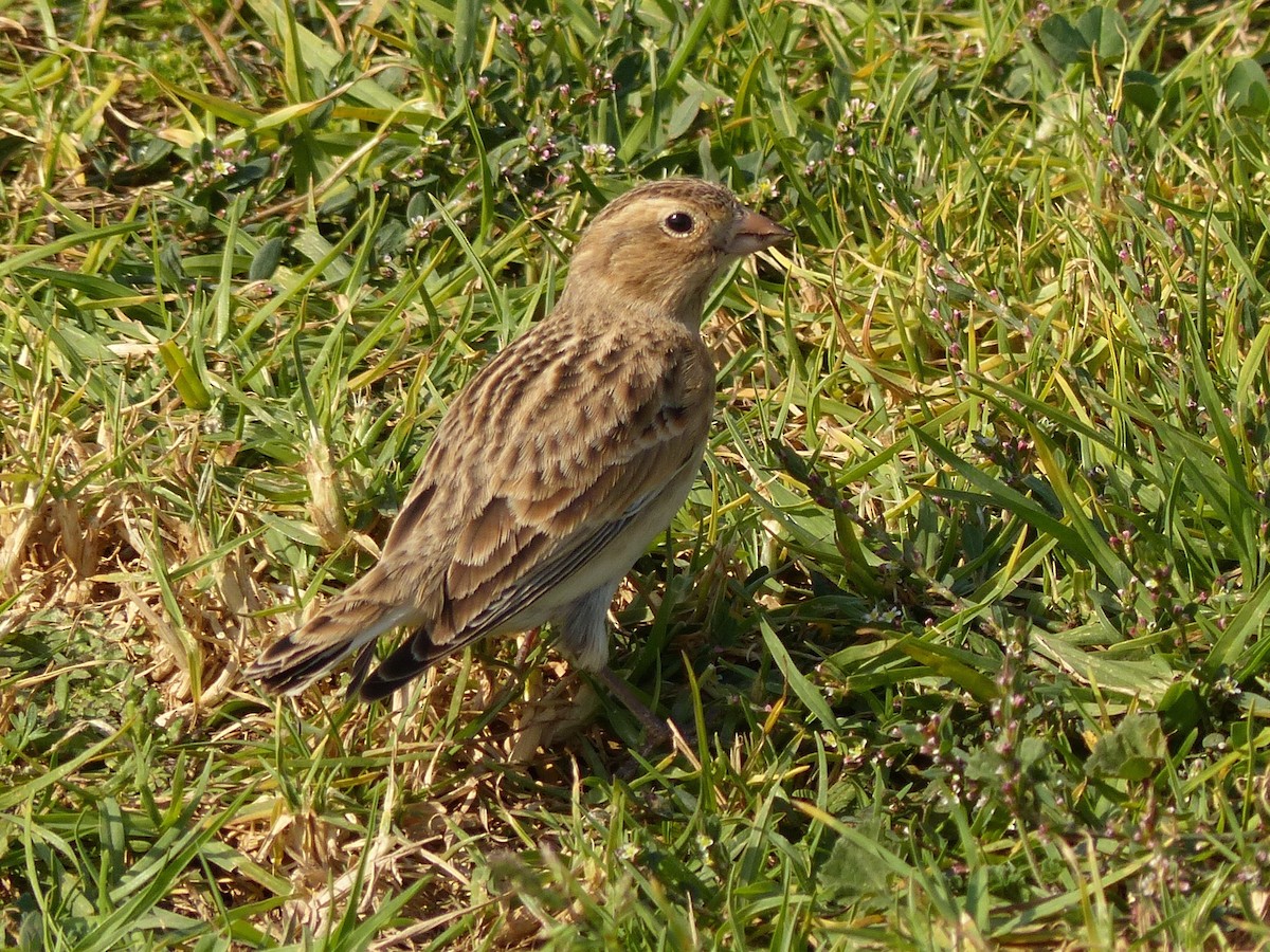 Thick-billed Longspur - ML71636451