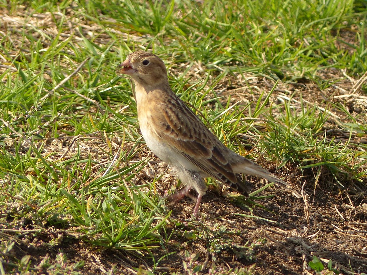 Thick-billed Longspur - ML71637821