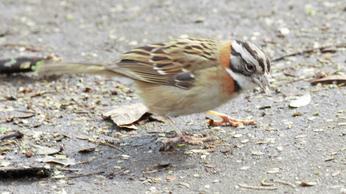 Rufous-collared Sparrow - ML71638161