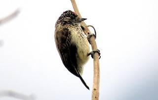  - Ocellated Piculet