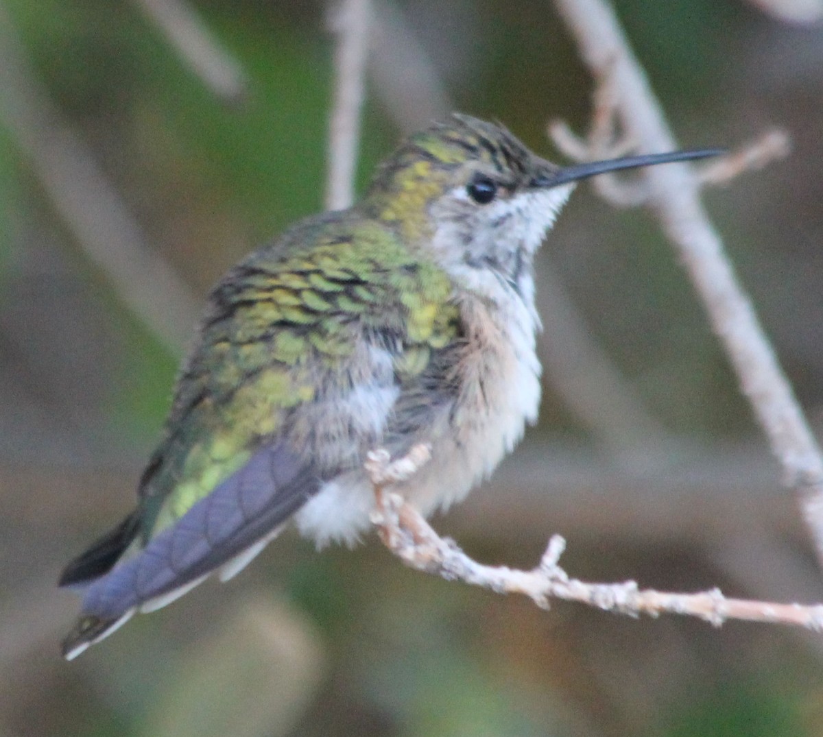 Broad-tailed Hummingbird - Lorraine Lanning
