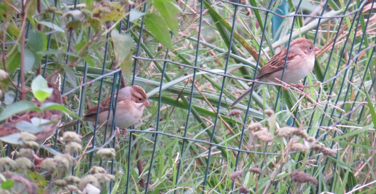 Clay-colored Sparrow - ML71639401