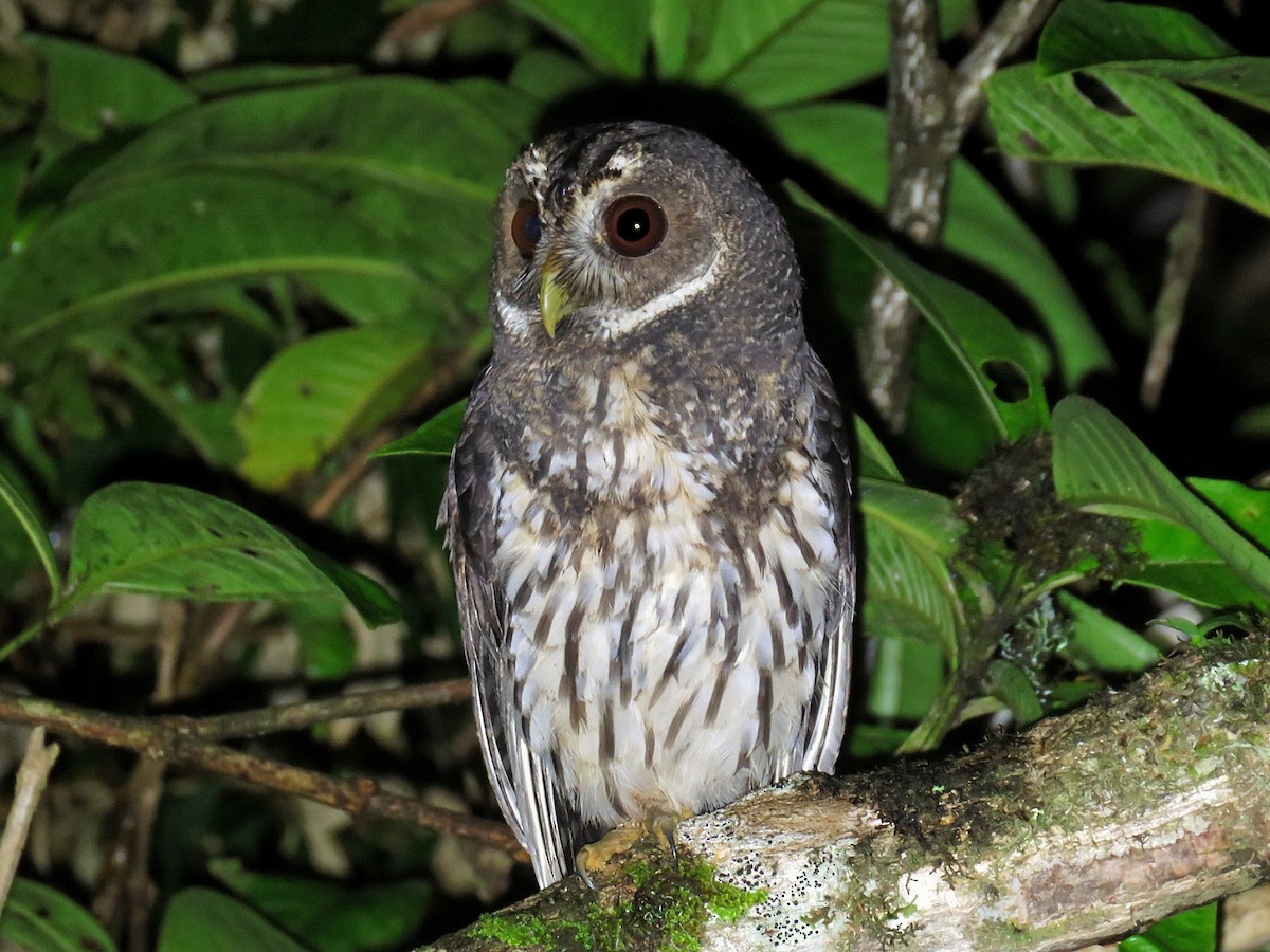 Mottled Owl - Henry Sandi Amador