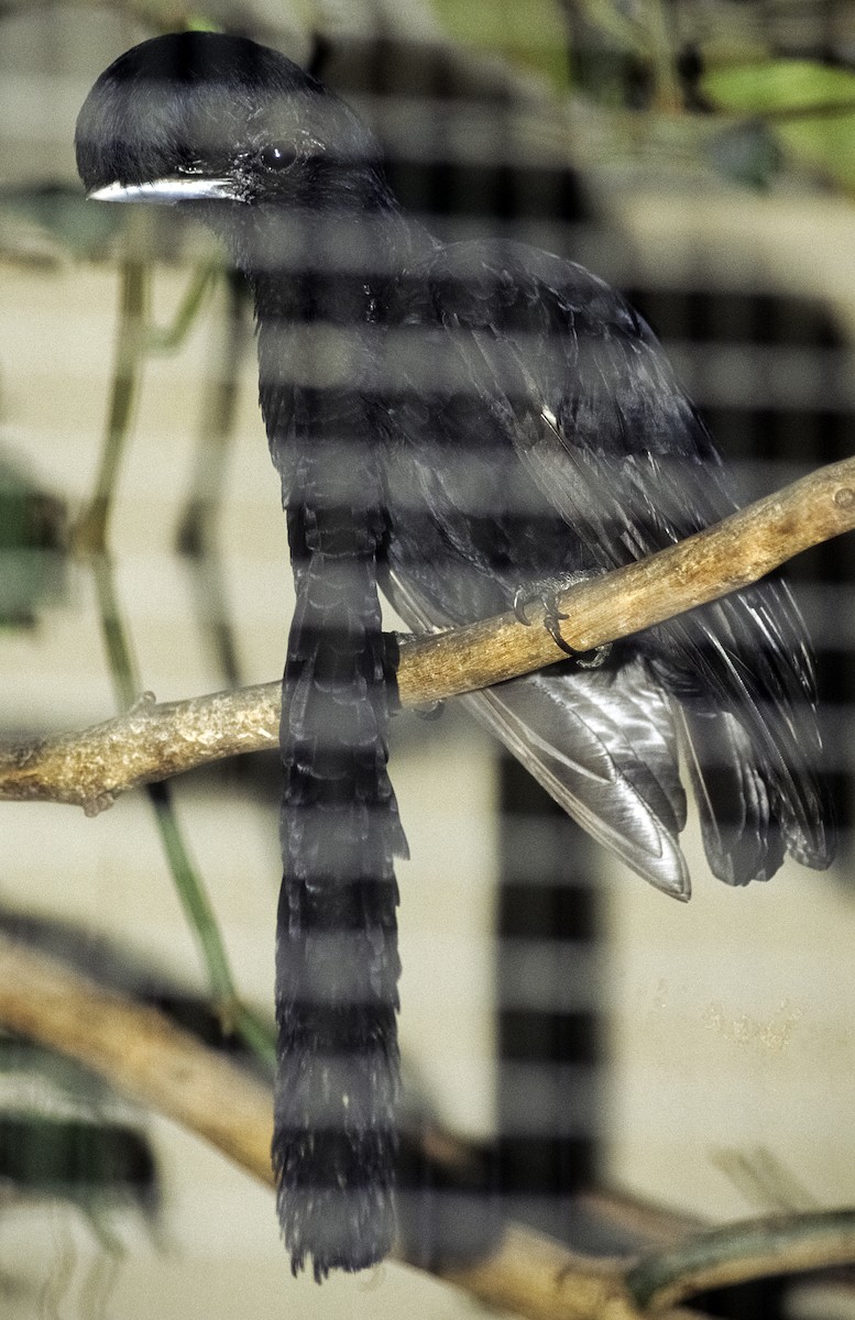 Long-wattled Umbrellabird - Josep del Hoyo