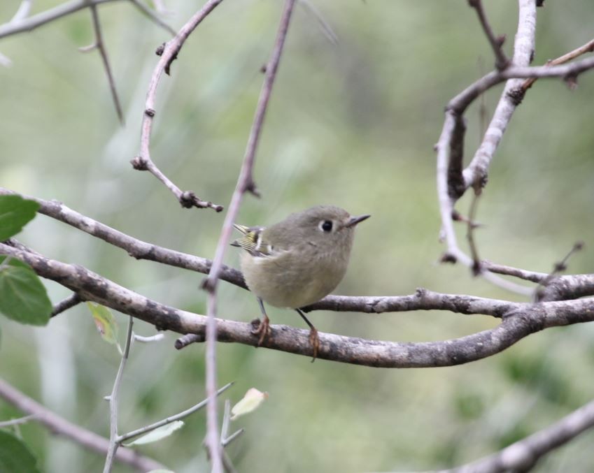 Ruby-crowned Kinglet - Claire Miller