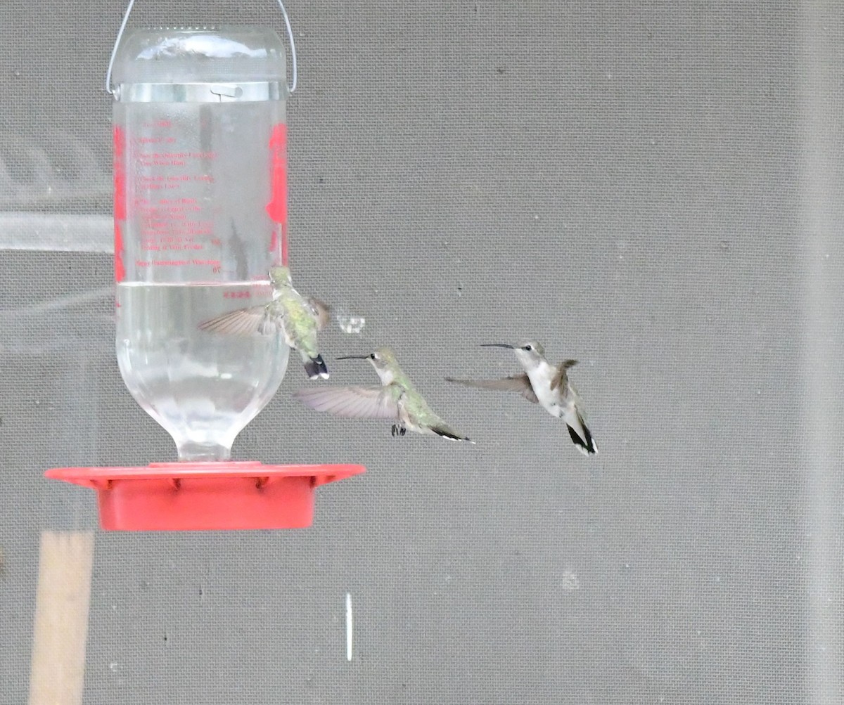 Black-chinned Hummingbird - ML71646971