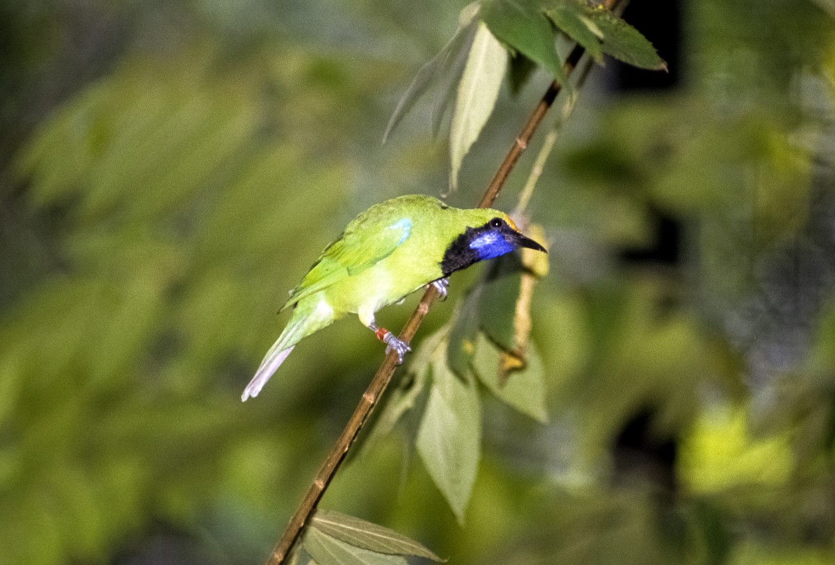 Golden-fronted Leafbird - Josep del Hoyo