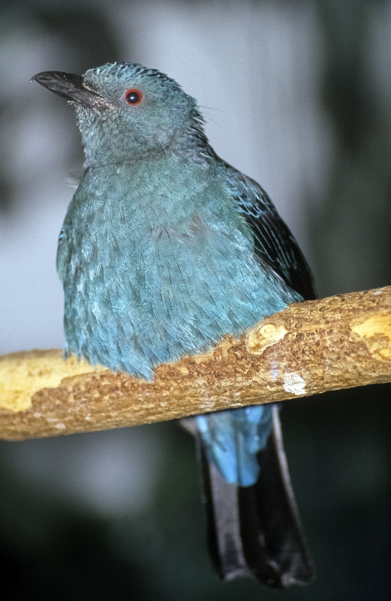 Asian Fairy-bluebird - Josep del Hoyo