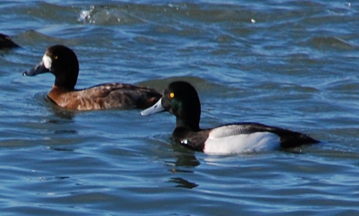 Greater Scaup - ML71647601