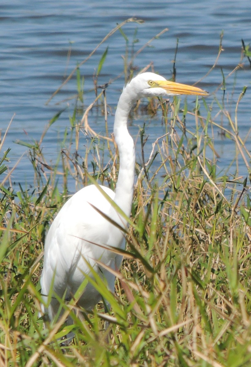 Great Egret - Jay Huner