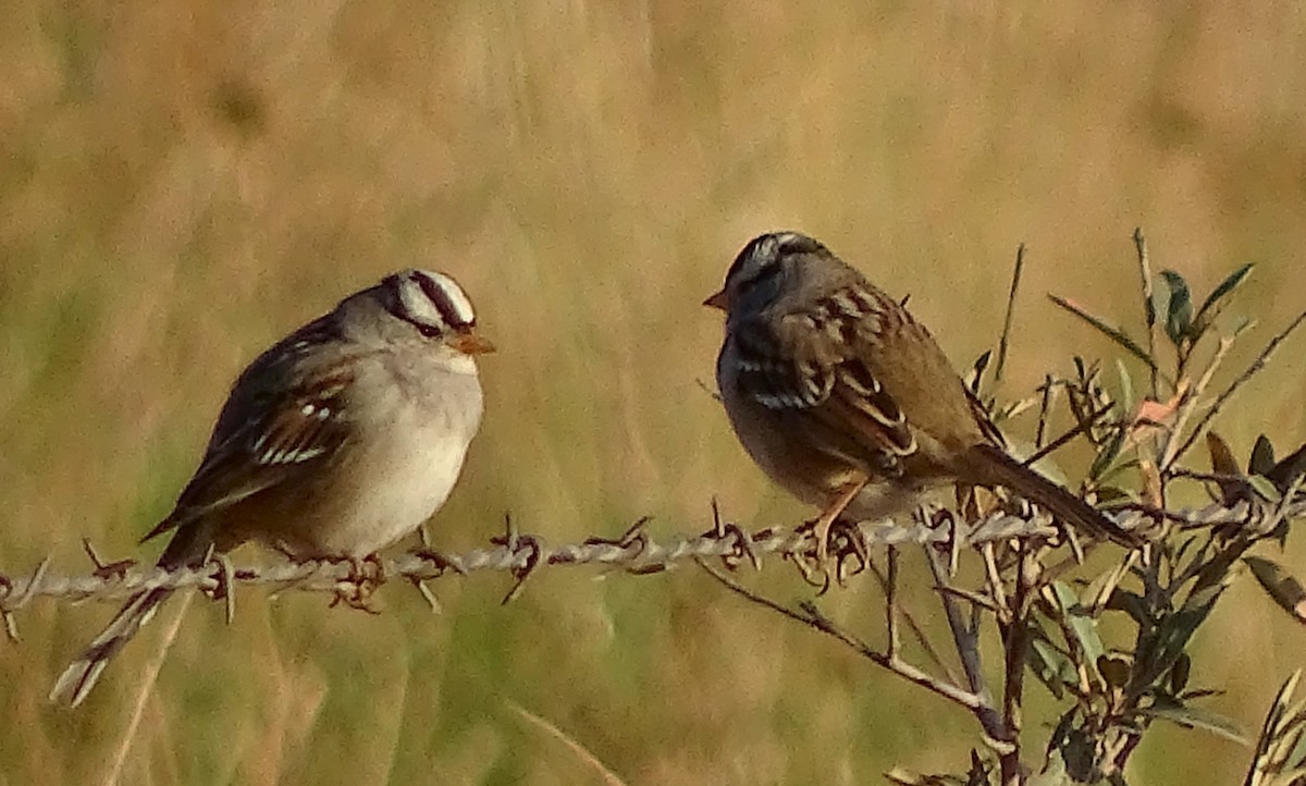 White-crowned Sparrow (Gambel's) - ML71648101