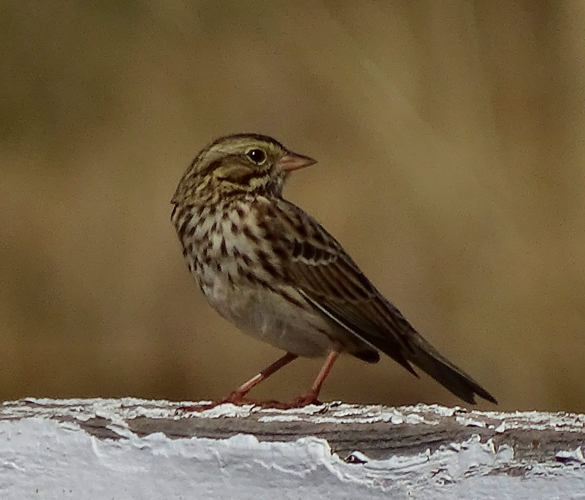 Savannah Sparrow - ML71648191