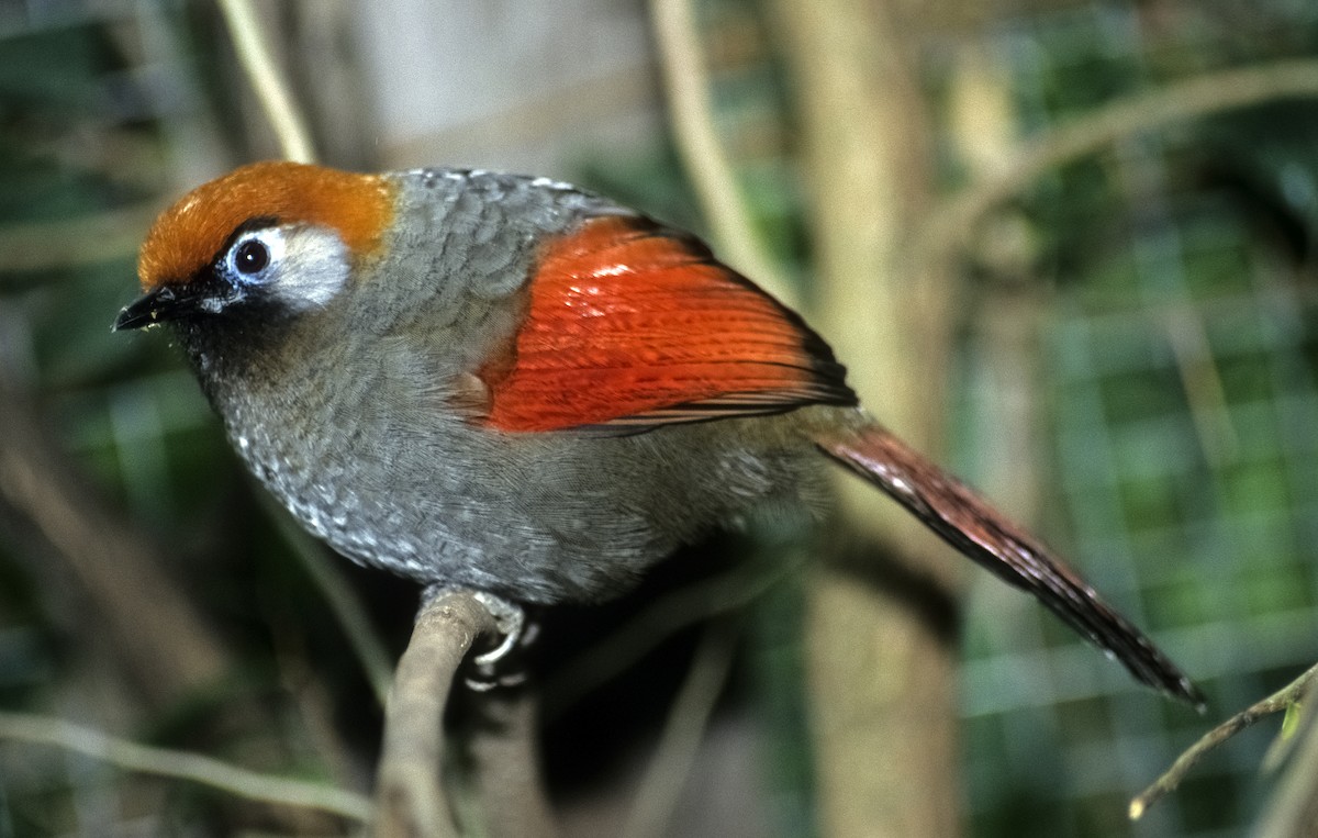 Red-tailed Laughingthrush - Josep del Hoyo