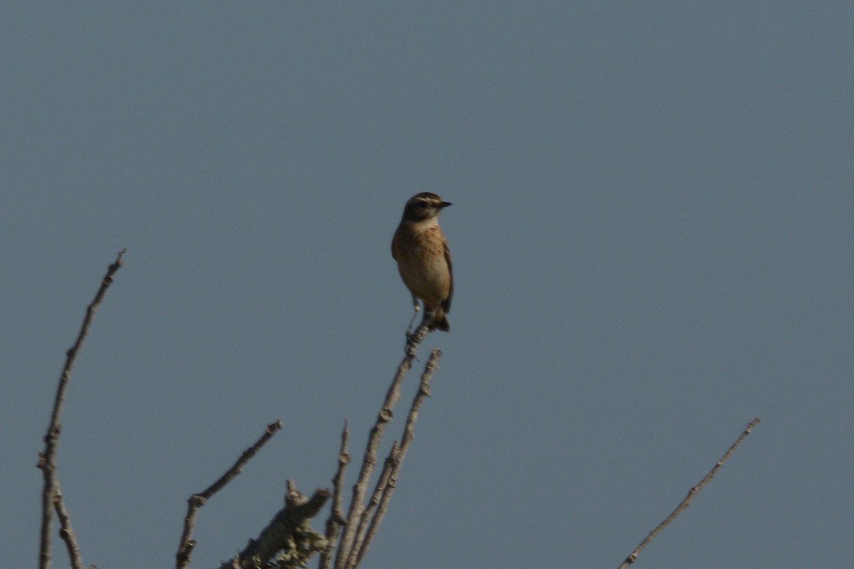 Whinchat - ML71650181