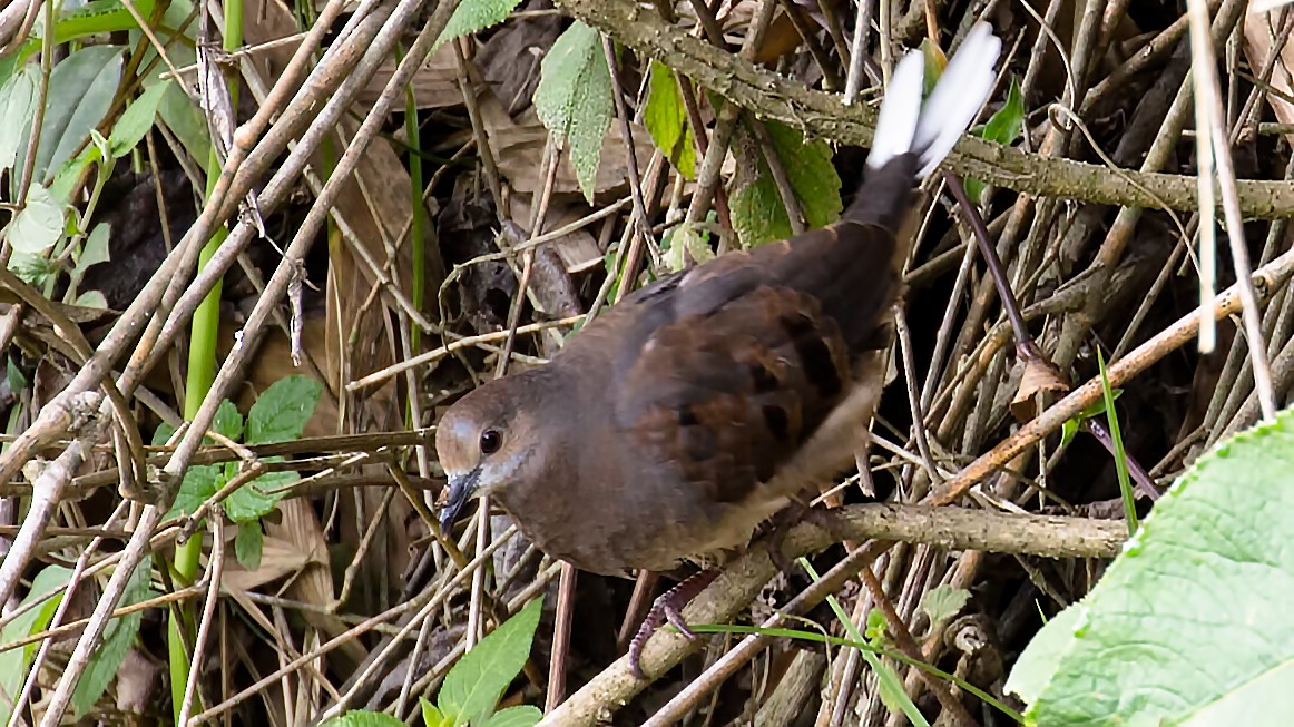 Maroon-chested Ground Dove - ML71650741