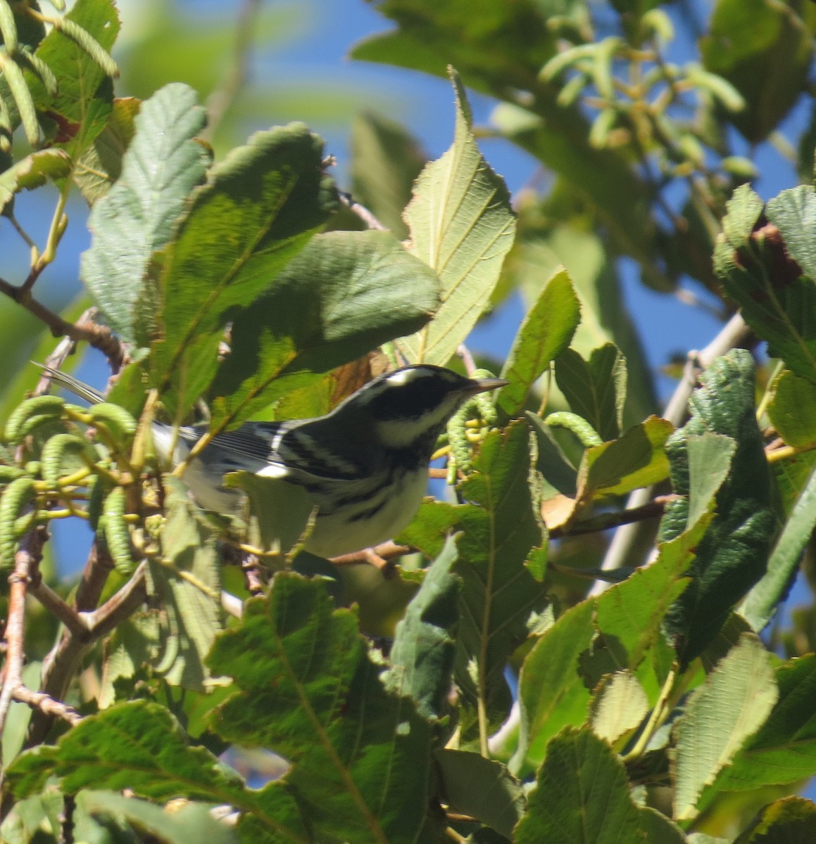 Black-throated Gray Warbler - Howard King