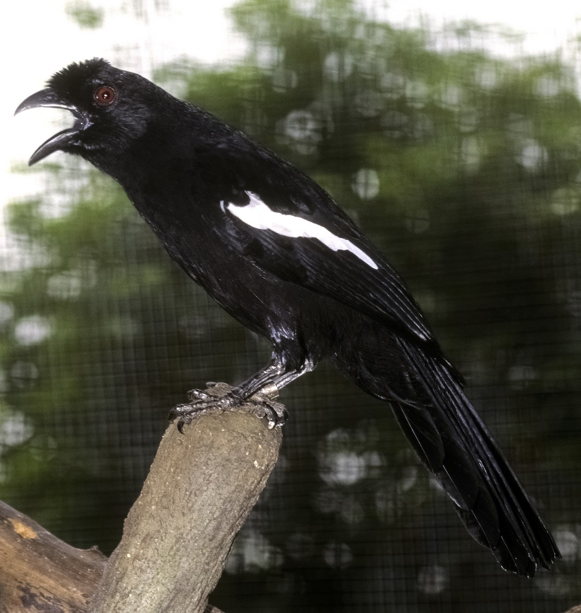 Black Magpie (Malayan) - Josep del Hoyo