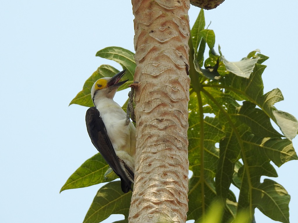 White Woodpecker - ML71653971