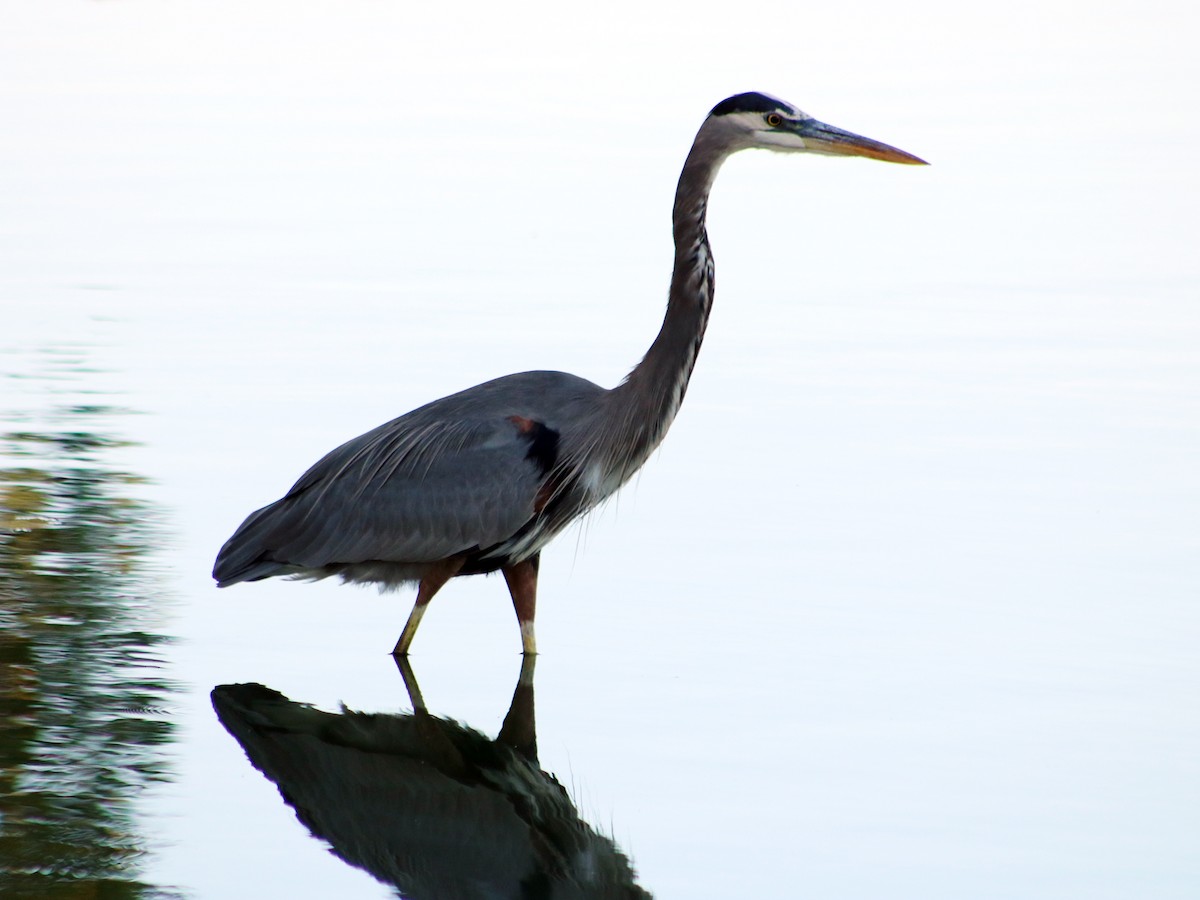Great Blue Heron (Great Blue) - Colin Sumrall