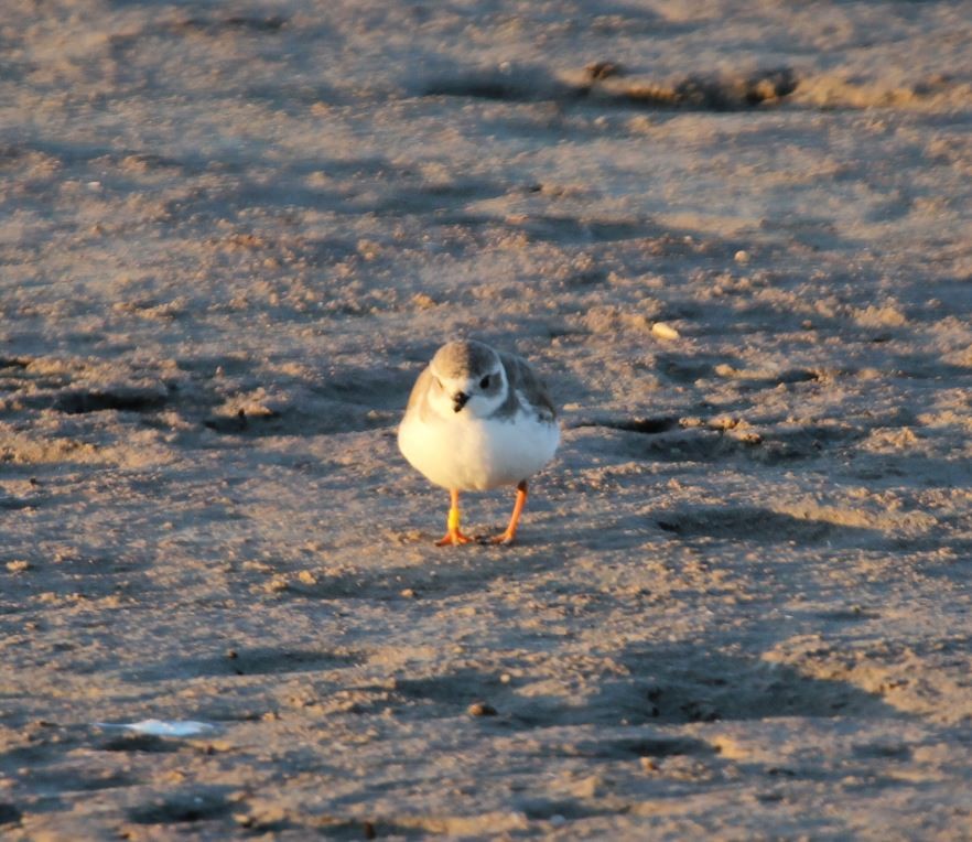 Piping Plover - Claire Miller