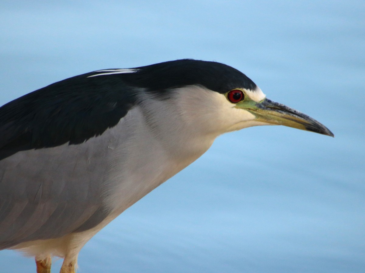 Black-crowned Night Heron - Colin Sumrall
