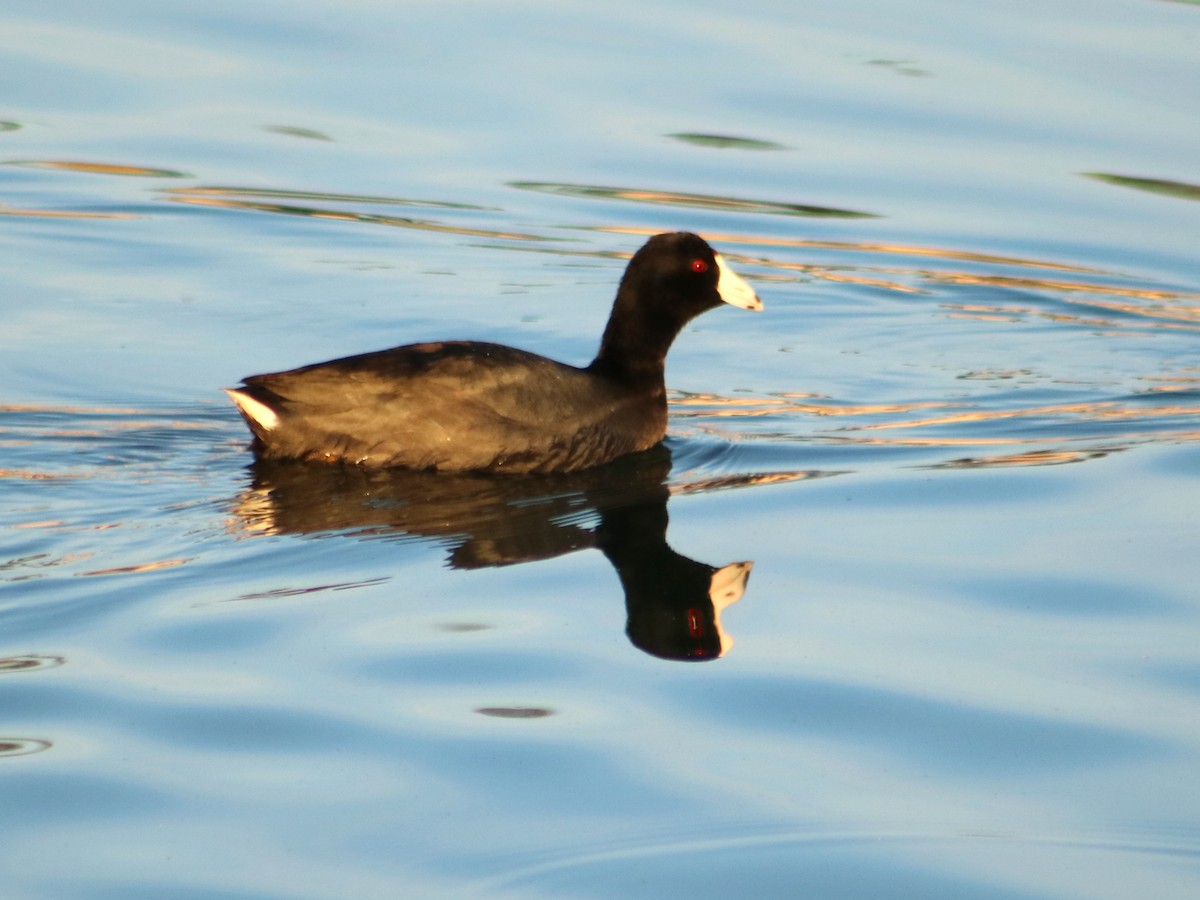 American Coot - Colin Sumrall