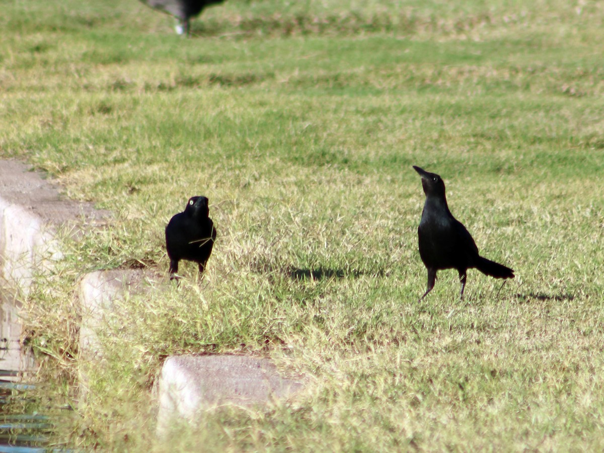 Great-tailed Grackle - ML71654641