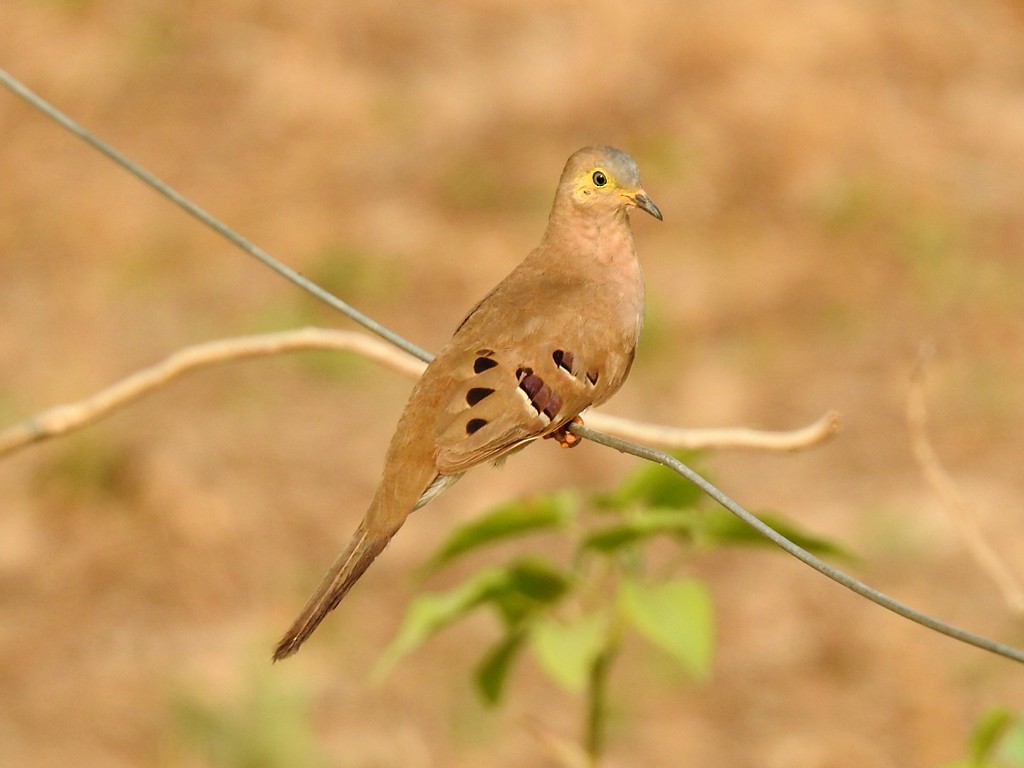 Long-tailed Ground Dove - Richard Garrigues