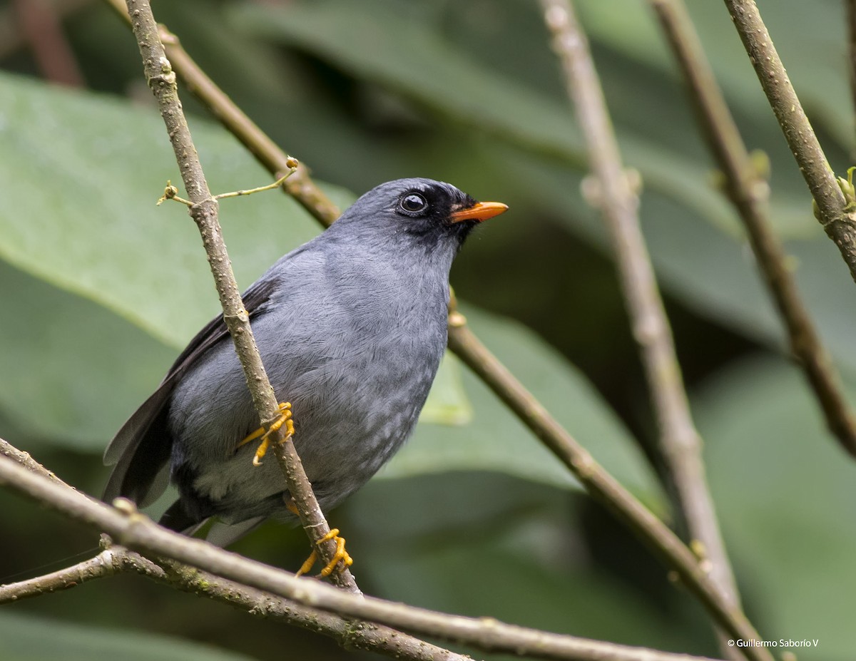 Black-faced Solitaire - ML71654851