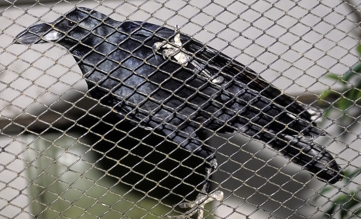 Large-billed Crow - Josep del Hoyo