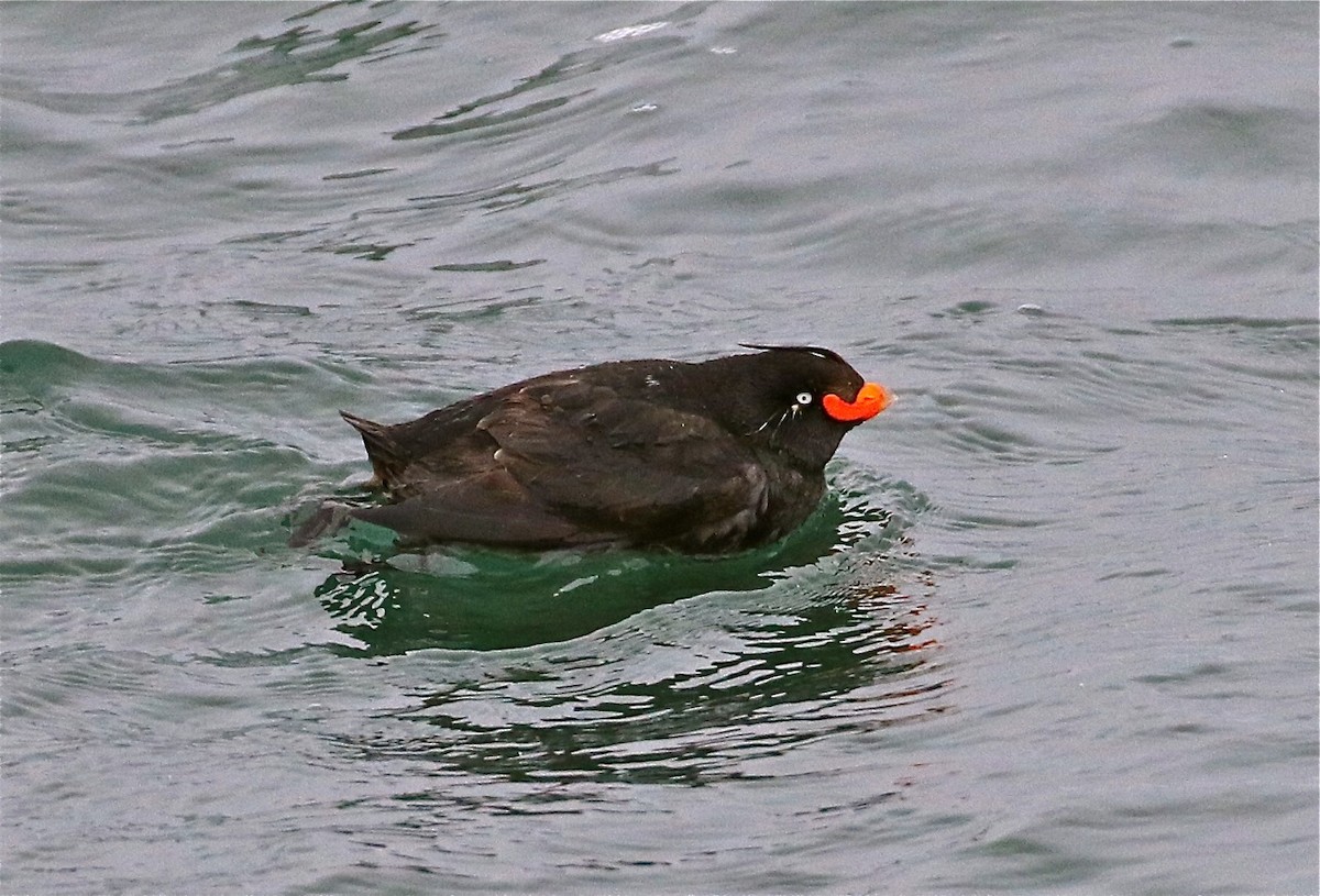 Crested Auklet - Bill Hill